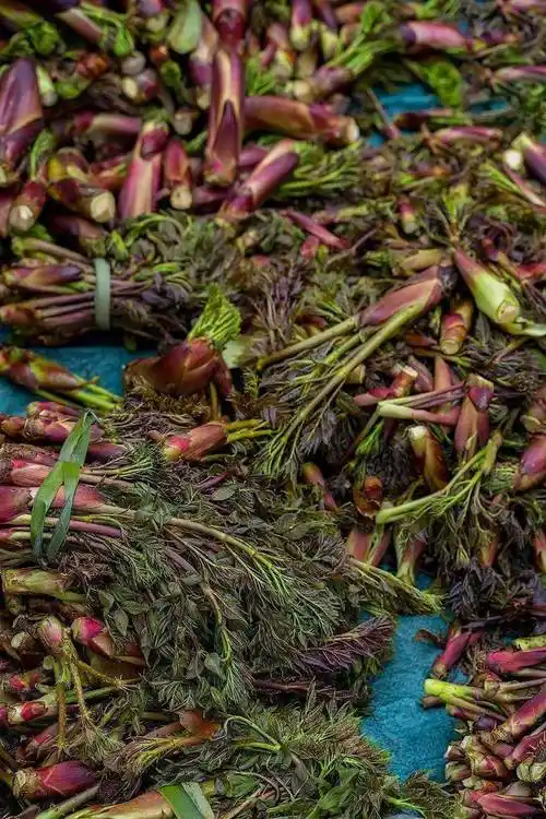 刺嫩芽是刺五加树的嫩芽.也叫刺老芽,刺龙芽.