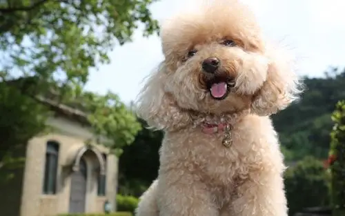 玩具贵宾犬,可爱的小狗 壁纸 | 1920x1200 壁纸下载 | cn.best-wallpa