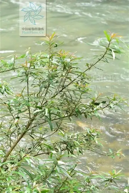 水杨柳,见过吗?治淋病,梅毒,膀胱结石,胆囊结石