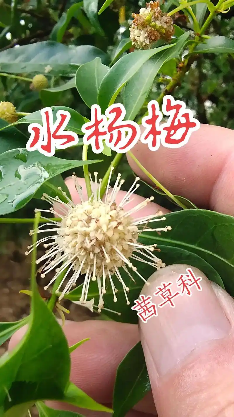 97水杨梅96 97别名96水杨柳( - 抖音