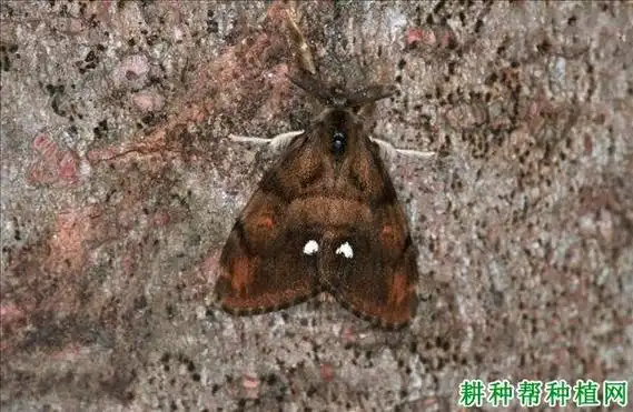 古毒蛾(毒蛾科)