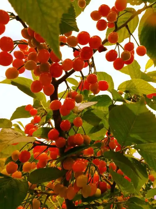 高山深处樱桃甜