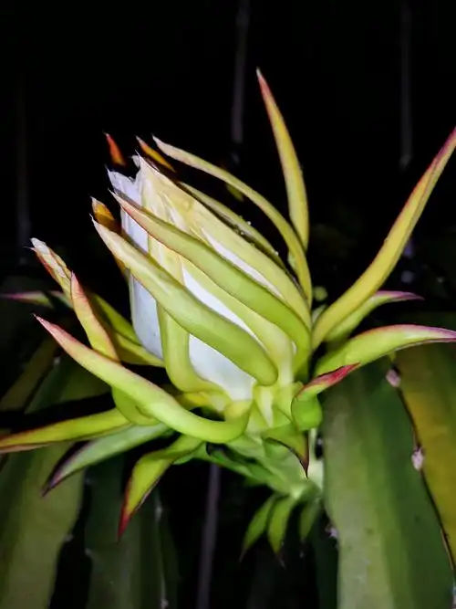 火龙果花开,昙花一现,争相斗艳.