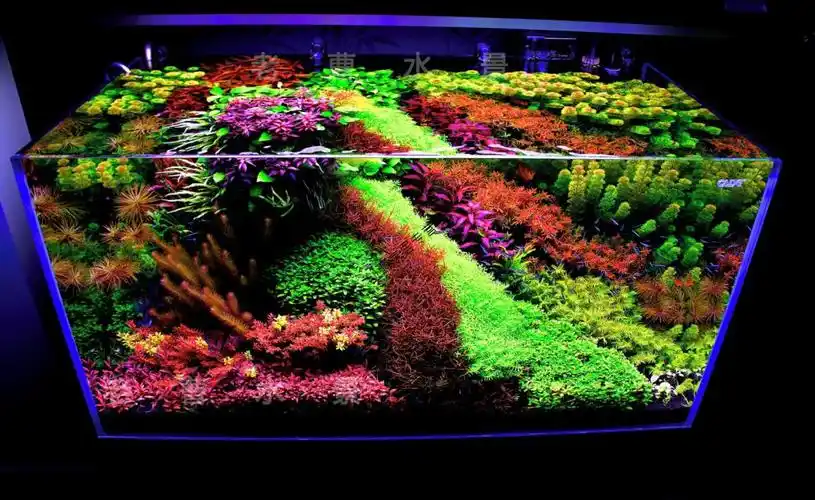 辉客映上荷兰景水草开缸套餐成品鱼缸活体草缸懒人沉木石头造景植物水