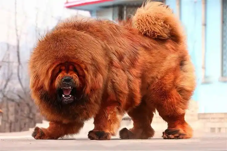 种类有多少种答:藏獒品种根据外表来划分,根据颜色来划分可以分为雪獒