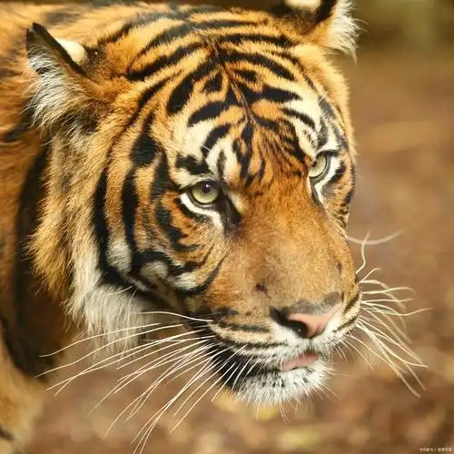 老虎的凶猛超乎你的想象