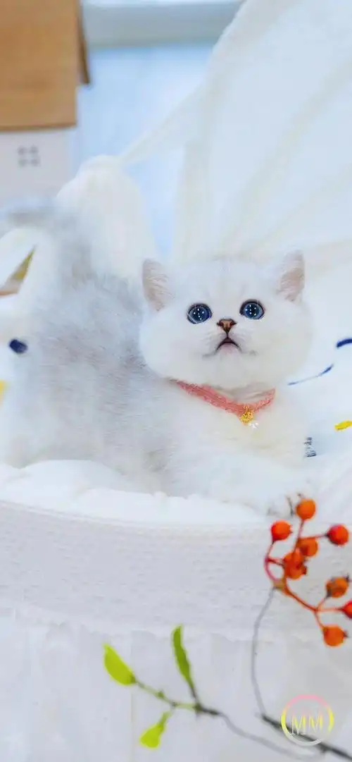 银渐层英短猫英国短毛猫折耳猫猫咪活物宠物猫幼崽活体纯种小奶猫