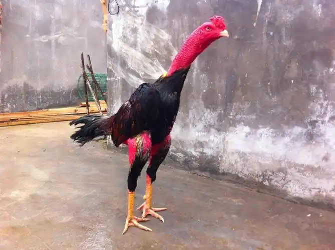 常年供应主要品种:纯种越南斗鸡,纯种泰国斗鸡,缅甸斗鸡,中原斗鸡