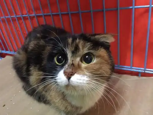 这里是一只今天刚刚捡来的折耳三花