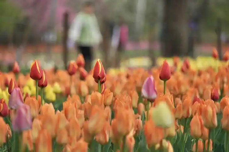 国家植物园:郁金香花开满山坡 春风吹拂芳香多