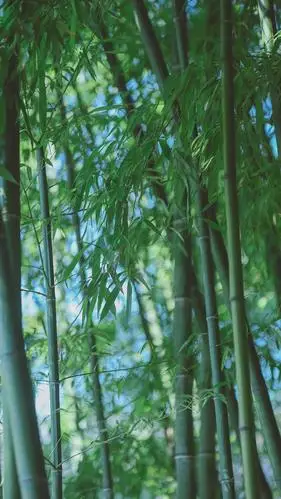 清幽竹林唯美意境写真