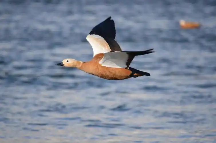 松花江上的野鸭子