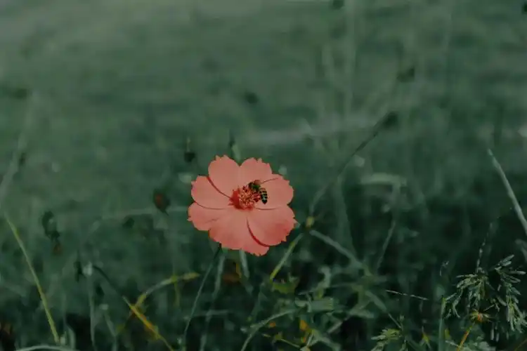有哪些一听就很温柔治愈的句子?句句很暖心,不能错过哦!