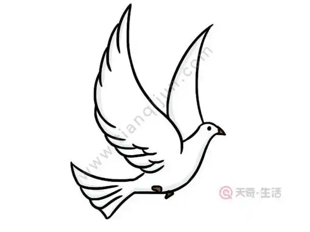 白鸽简笔画三步完成 白鸽简笔画画法鸽子简笔画一群和平鸽简笔画图片