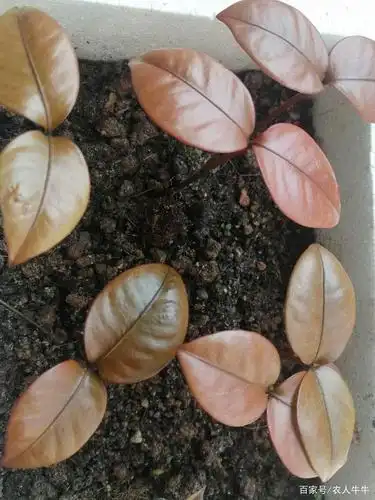 山竹种子,要怎么种,才能提高出苗率