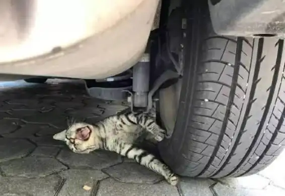 开车被拦住,下车一看轮胎压着一只猫,不想是猫咪在"碰瓷"