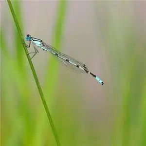 最稀有的蜻蜓头像