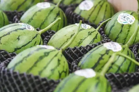 热带特色高效农业的崛起之路,引领海南热带水果产业发展新篇章_水果资