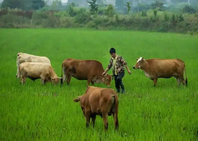 孝感这个80后放牛郎的春天来了!