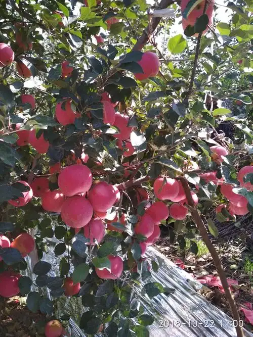 金秋十月,苹果红了,一张张,丰收的美景.