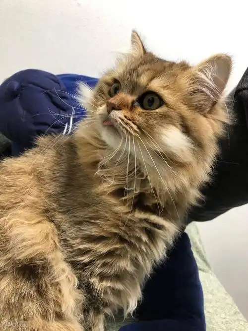 十个月金吉拉金渐层母猫找男朋友