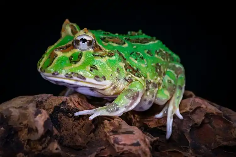 绿角蛙
