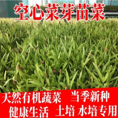 空心菜芽苗菜种子无土栽培水培蔬菜种子通心菜种子四季播菜种子