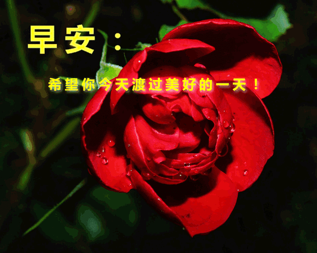 情人问候早安动态图片,情人之间问候早安图片-图片大观-奇异网