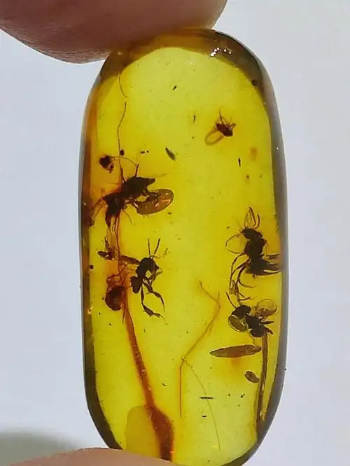 虫珀蚂蚁科普教学标本