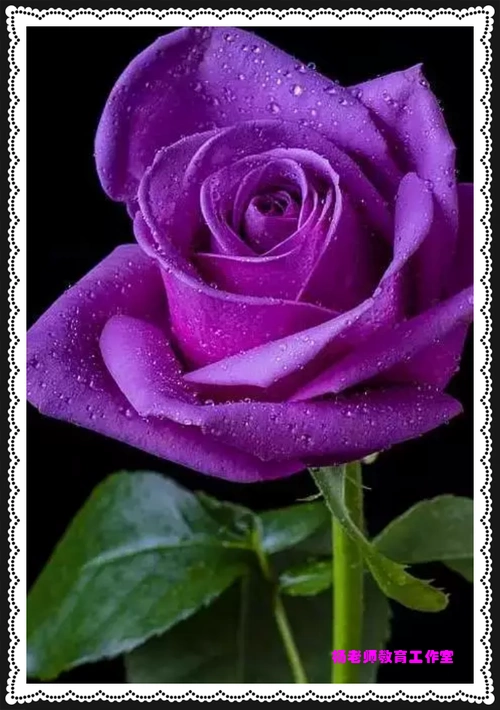 世界上最美玫瑰花图片大全