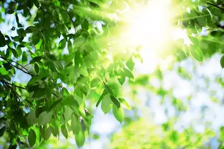 绿色的树叶,在蓝蓝的天空和太阳的背景上照片