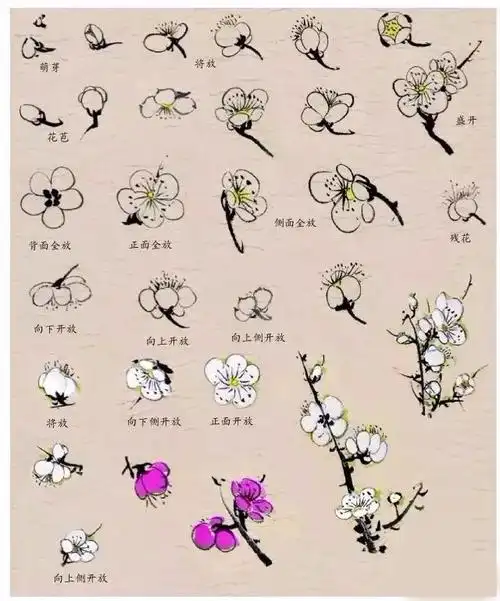 简单入门教程:写意梅花的画法,易学!