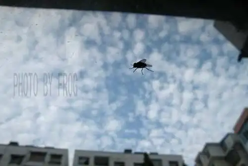 明年就大学毕业,像一只趴在窗户上的苍蝇,前途一片光明,却找不到出路.