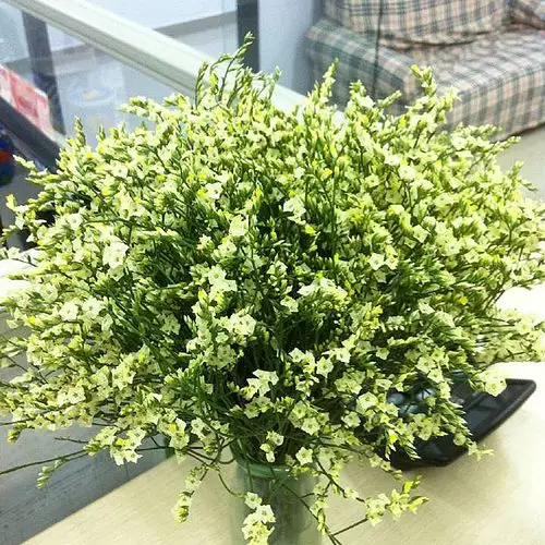 云南鲜花直发水晶草配花勿忘我花束水晶花情人草彩星干花多色混搭