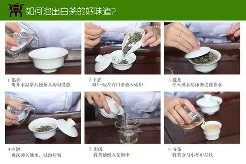 白牡丹茶冲泡方法