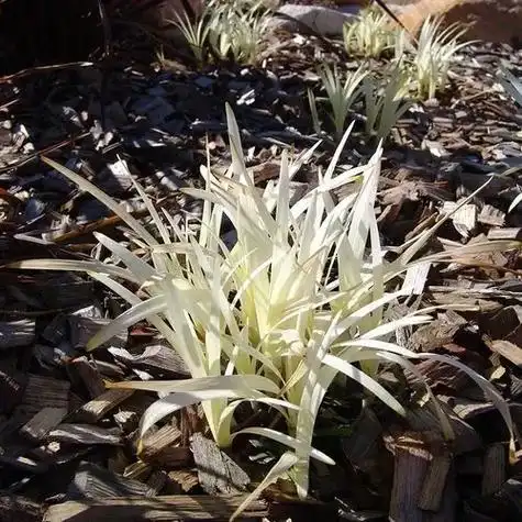 抖音图文来了 #英国山麦冬 来自大山的植物,你想要吗?#花 - 抖音