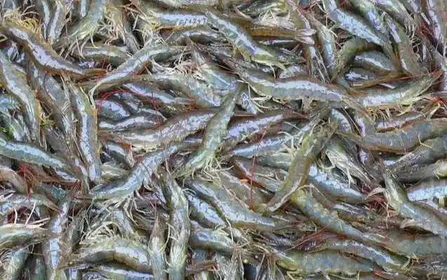 近岸或河口附近的咸淡水中,秀丽白虾和越南白虾则栖息在淡水中