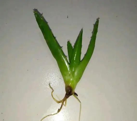 盆栽芦荟烂根的具体表现是怎样的,芦荟烂根了还会存活吗?