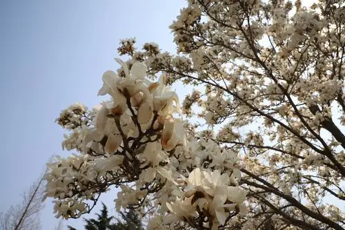 简介: 玉兰,木兰科木兰属植物,城阳常见品种主要有二乔玉兰,白玉兰