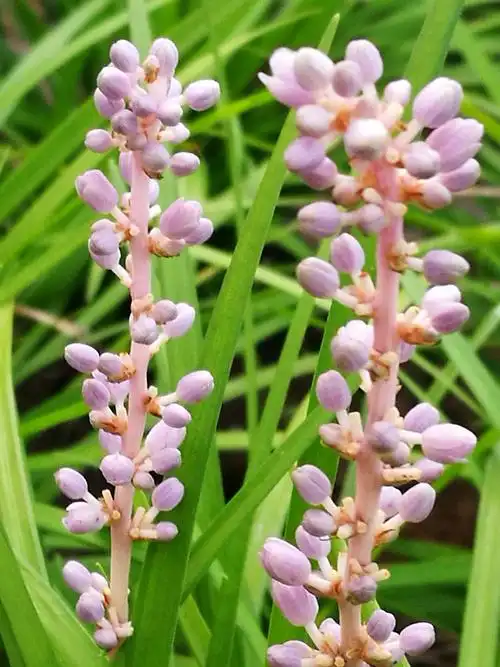 幽幽山麦冬,串串淡紫花