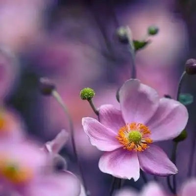 花儿头像 成熟女人爱用的_微信头像_找个性网