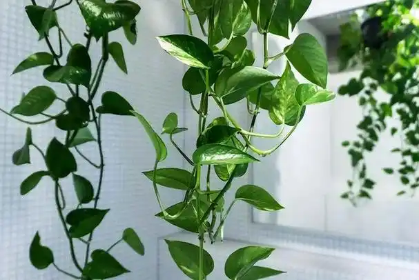 绿萝对人的启示(一棵绿萝七个鬼)(11)