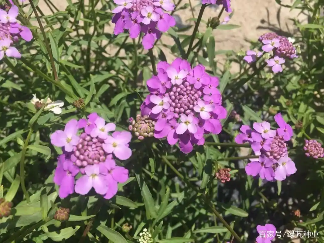 蜂室花别名叫什么?