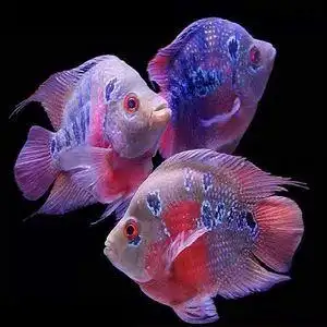 麒麟鹦鹉鱼十八罗汉鱼活体风水鱼梅花鹦鹉鱼热带鱼