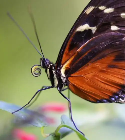 27张色彩斑斓的昆虫主题摄影作品 - 数码相机大全 相机资料库 镜头