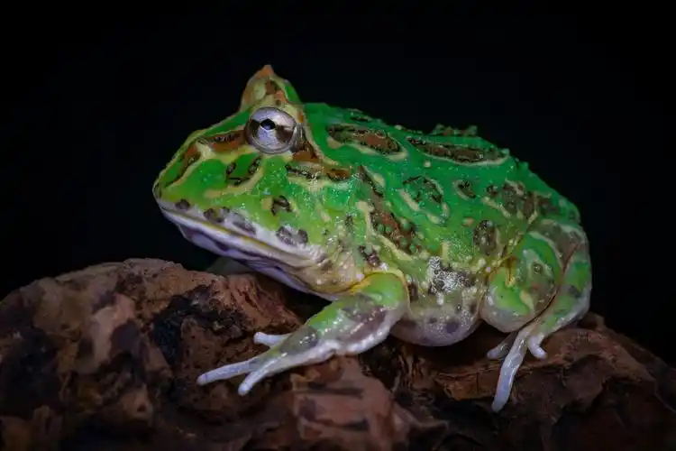 绿角蛙