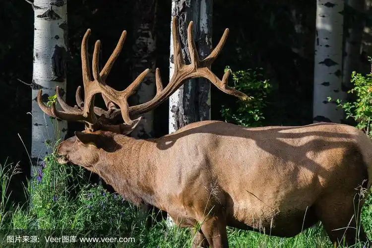 加拿大亚伯达省班夫国家公园里的雄性大麋鹿.