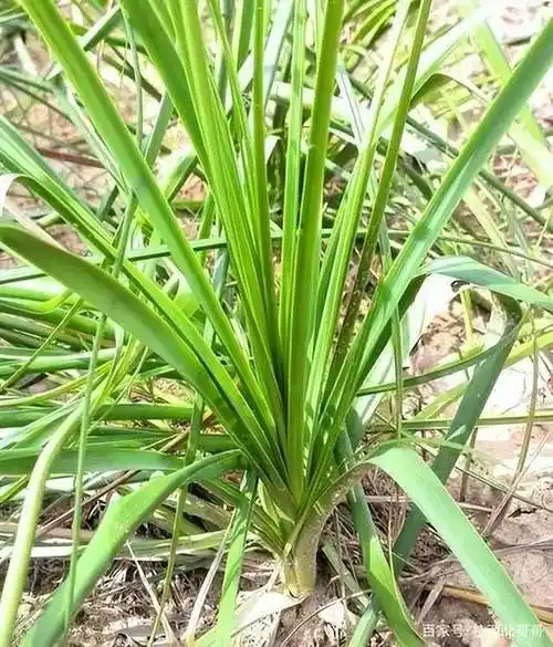 知母,清热滋阴,甘凉清香_症状_食用_作用