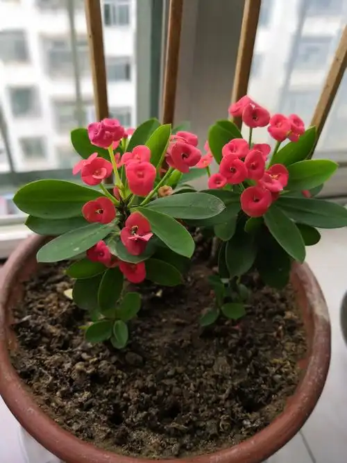 虎刺梅的成长历程