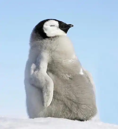 鹅鹅鹅鹅鹅鹅鹅鹅鹅鹅鹅鹅鹅鹅鹅鹅鹅鹅鹅鹅鹅鹅鹅鹅鹅鹅鹅鹅鹅鹅鹅鹅